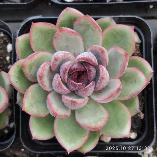 21785 Echeveria Black Rose (7cm pot size)