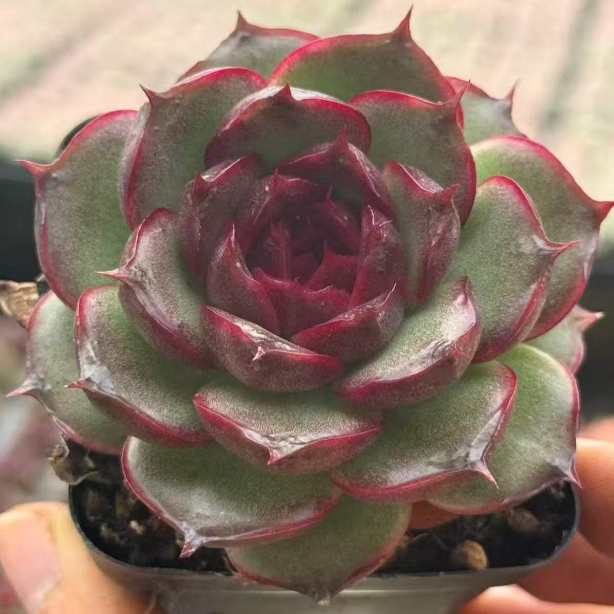 21178 Echeveria Purple Pupils (7cm pot size)