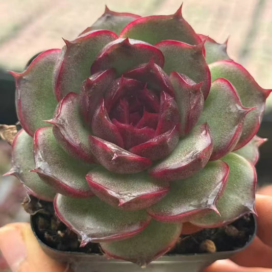 21178 Echeveria Purple Pupils (7cm pot size)