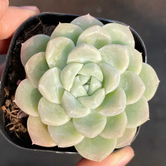 24848 Echeveria Blancia (6.3cm pot size)