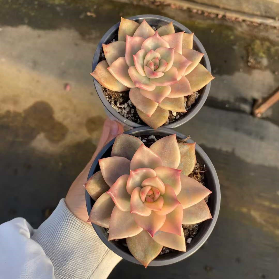 24847 Echeveria Carmela Variegated (9cm pot size)