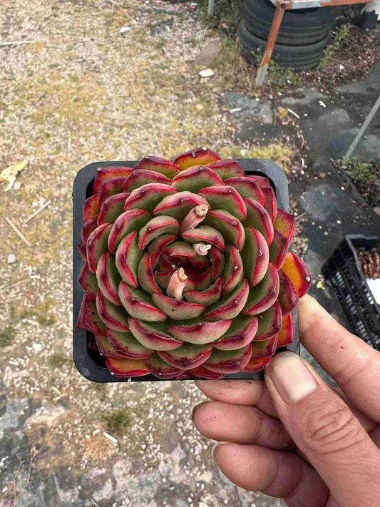 15679 Echeveria Red Moran (10cm pot size)