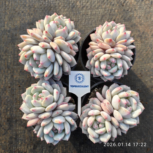 24771 Echeveria Star Monroe (9cm pot size)