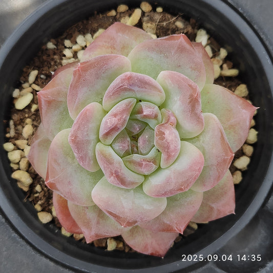 MMY1043 Echeveria Snow Hibiscus(9cm pot size)
