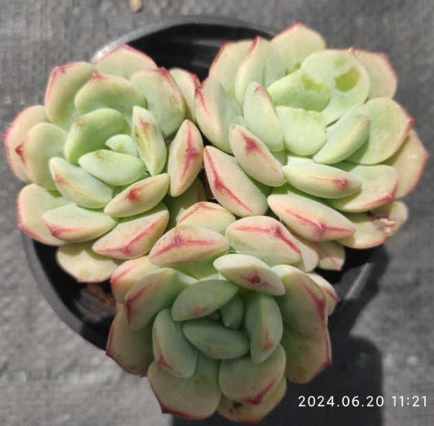 QN289-POT Echeveria Banilabis