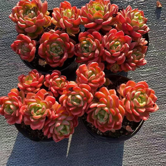 22807 Echeveria Fanta (11cm pot size)