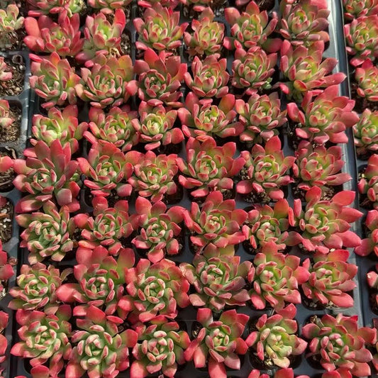 23065 Echeveria Minibelle (3cm pot size)