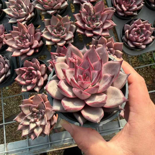 24967 Echeveria Romeo (9cm pot size)