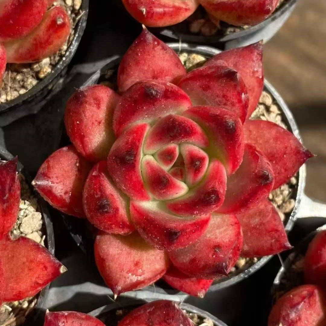 24989 Echeveria Frank (5cm pot size)