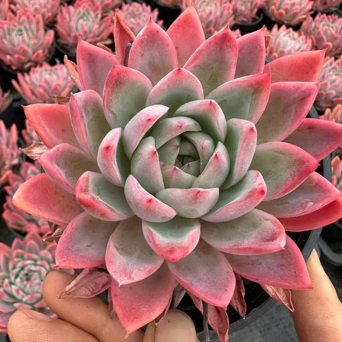 22619 Echeveria Pink Narcissus (9cm pot size)