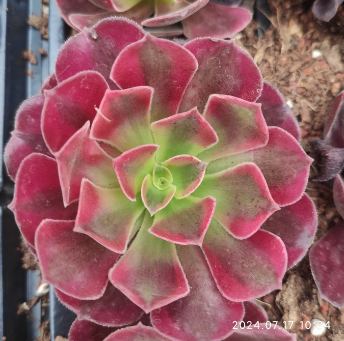 YF303 Aeonium Medusa Variegated