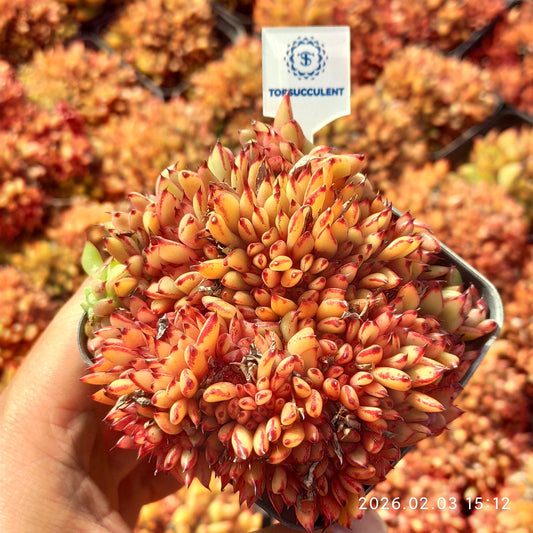 25701 Echeveria Ike Soul Cristata (7cm pot size)