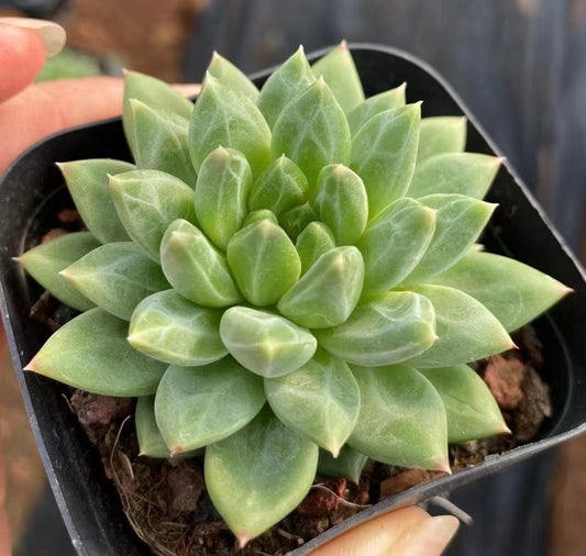 BL1107 Echeveria Oracle