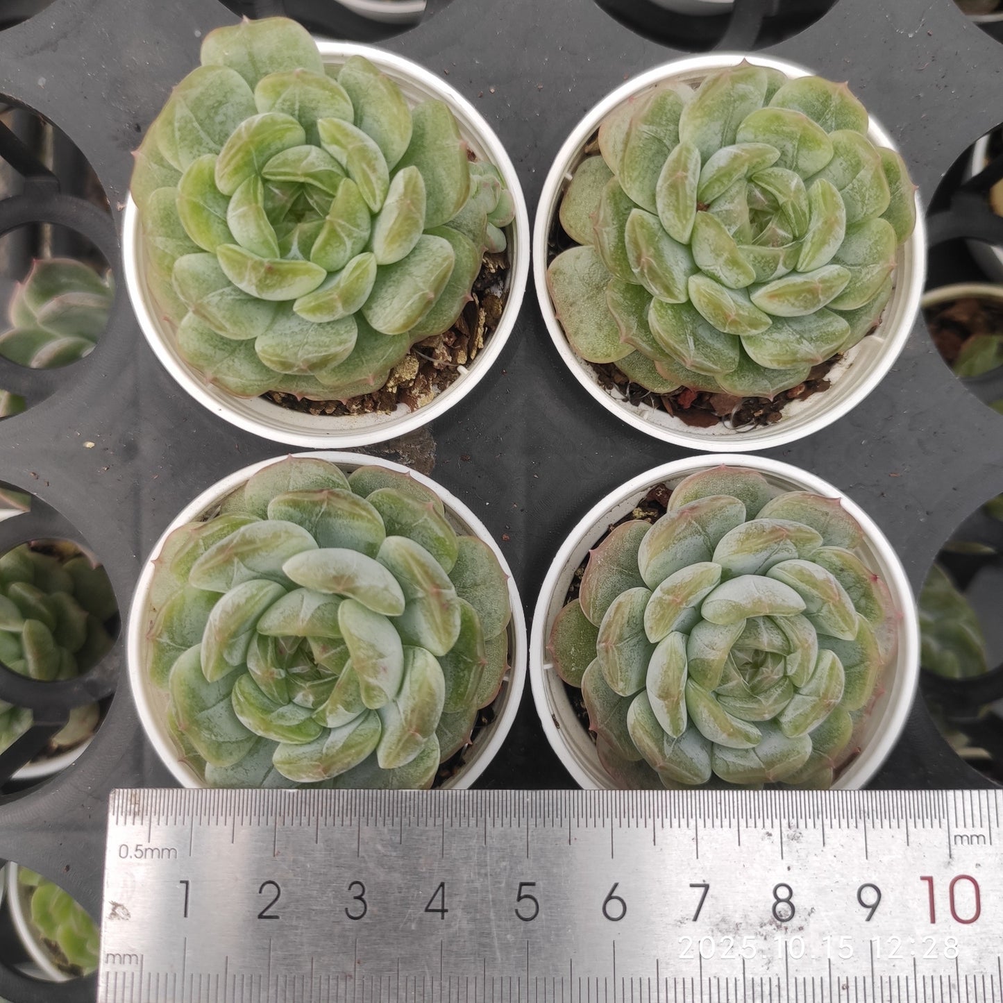 18694 Echeveria White Lover (7cm pot size)