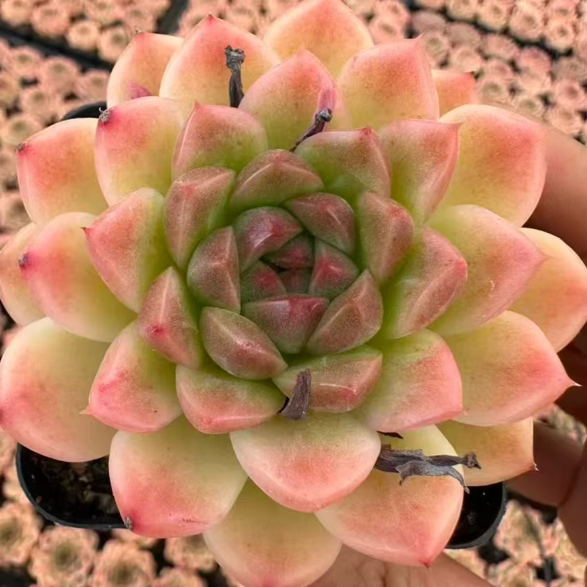 21509 Echeveria Buddhist Beads (5cm pot size)