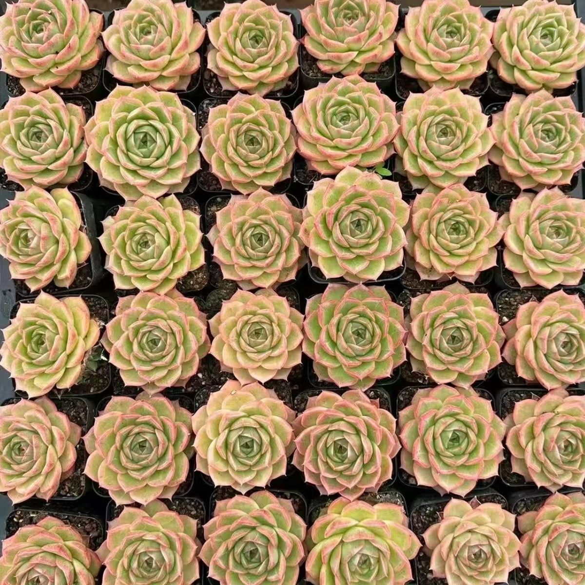 QNY156 Echeveria Peninsula Rose(7cm pot size)