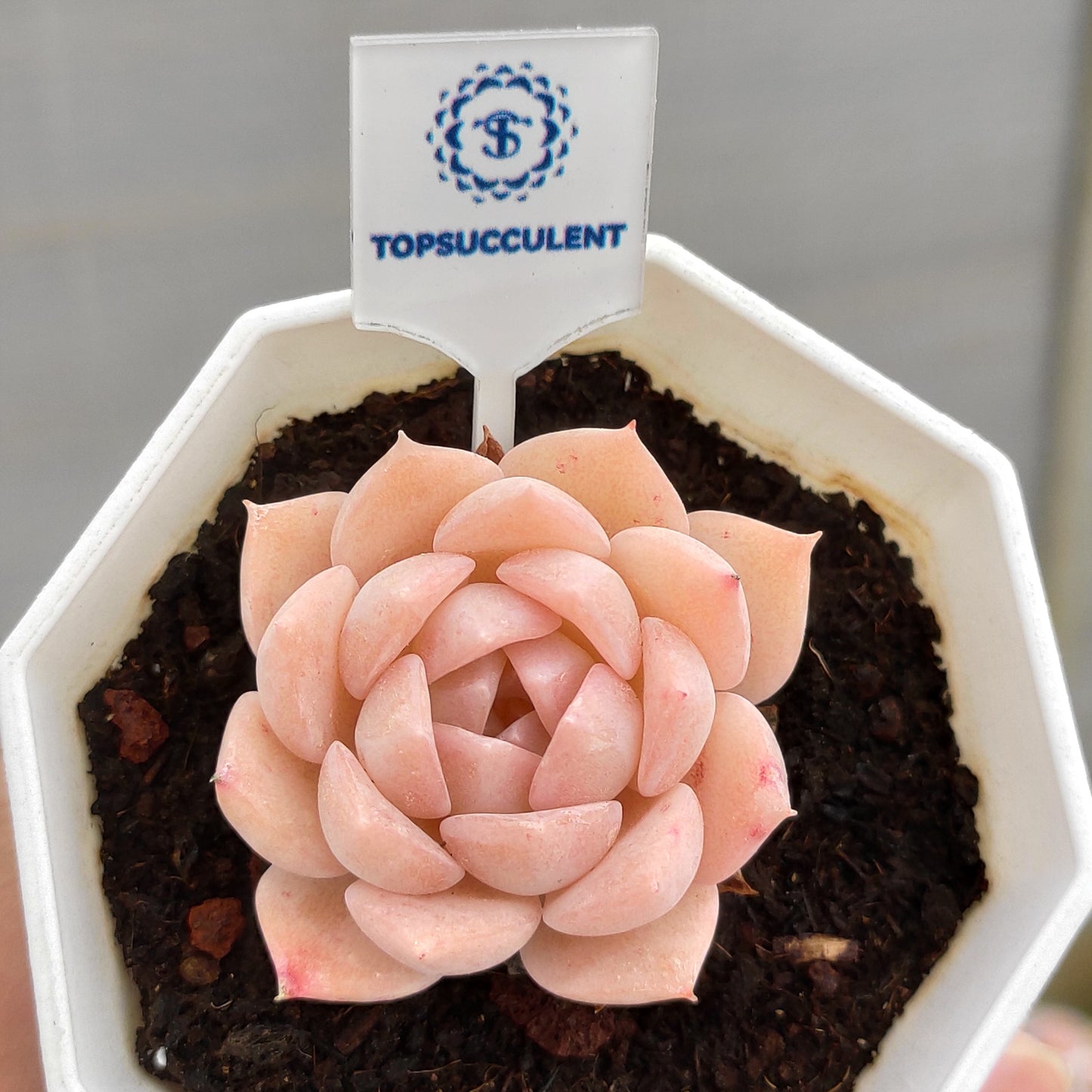 17742 Echeveria Pure Love (7cm pot size)
