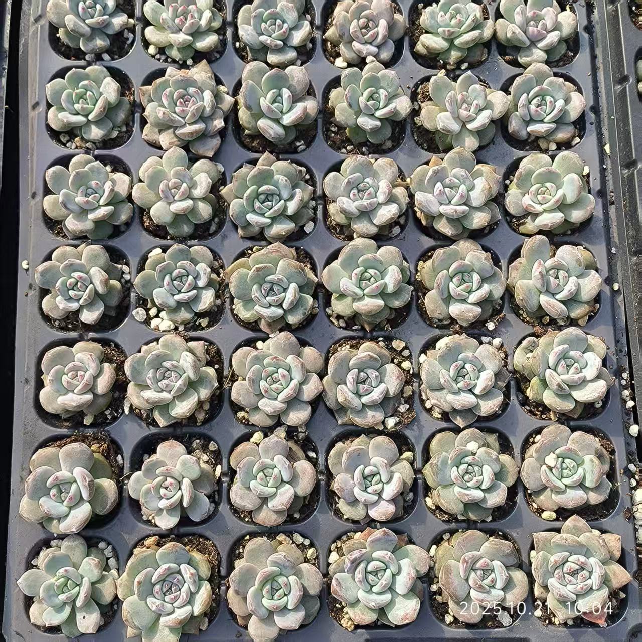 21500 Echeveria Orange Monroe (3cm pot size)