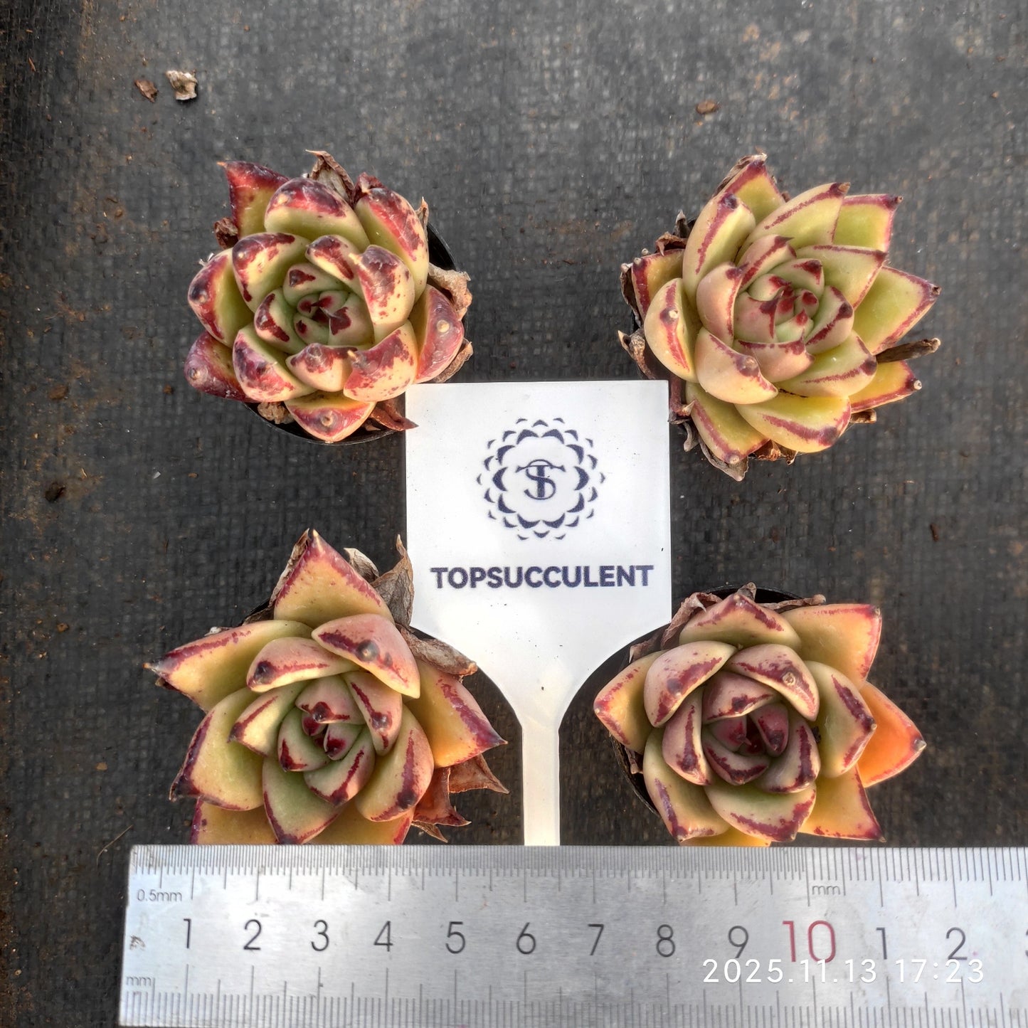 19242 Echeveria Ebony Hyb (5.5cm pot size)