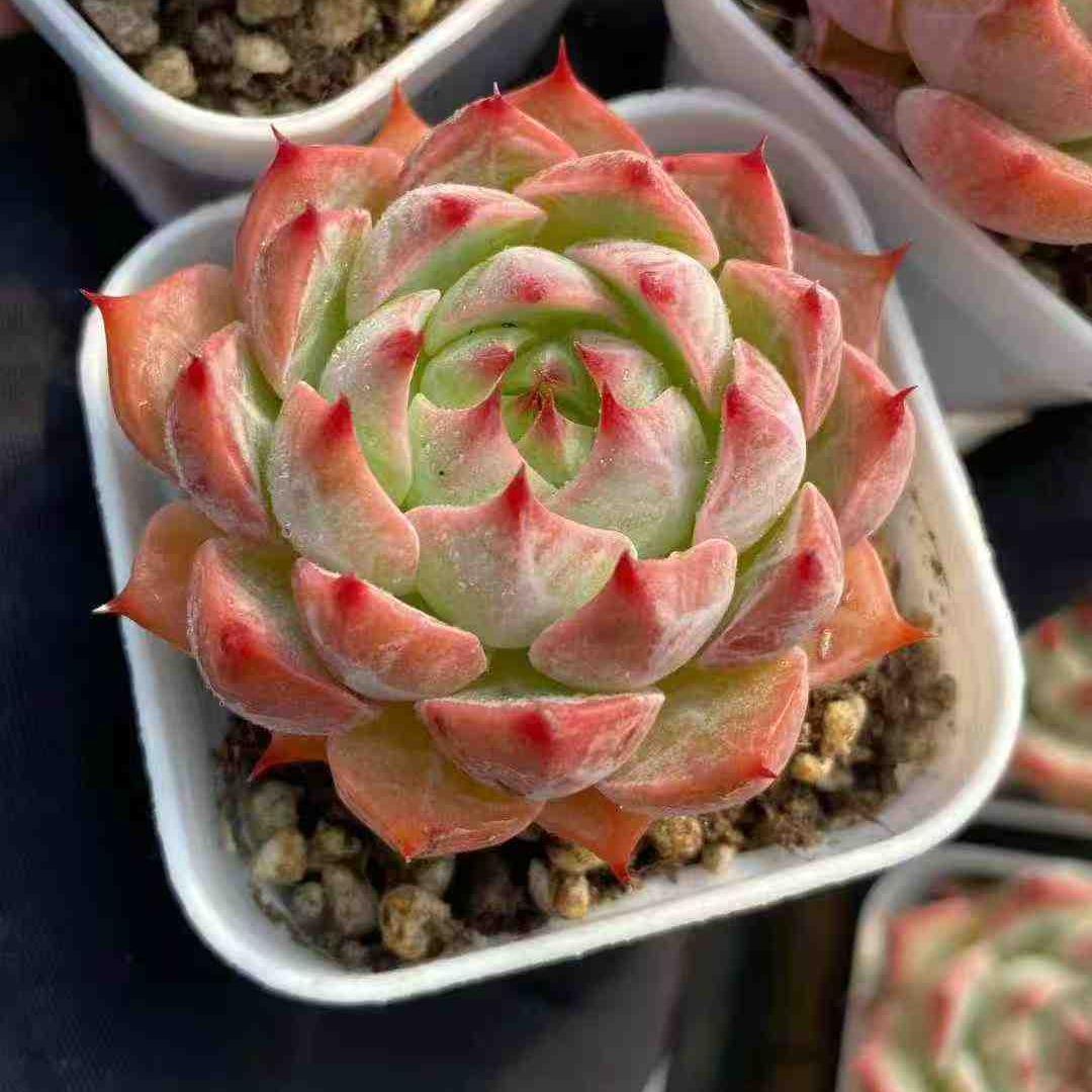 22761 Echeveria Monroe Hyb (5.5cm pot size)