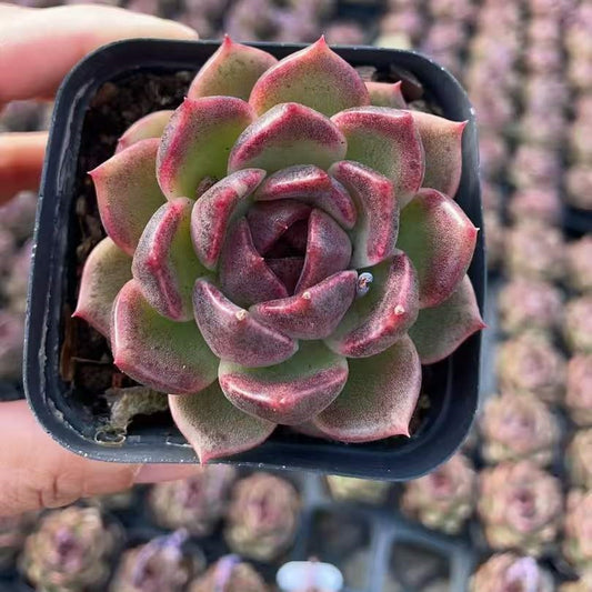 25775 Echeveria Ebony Plum (7cm pot size)