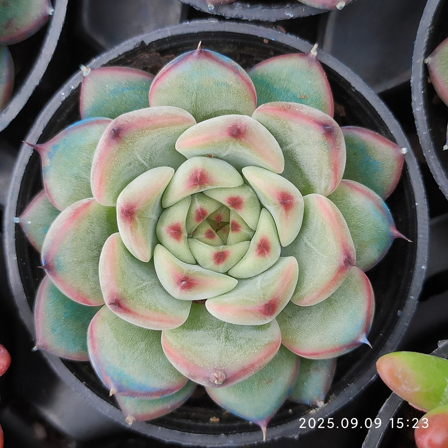 MMT885 Echeveria Spring(5.5cm pot size)