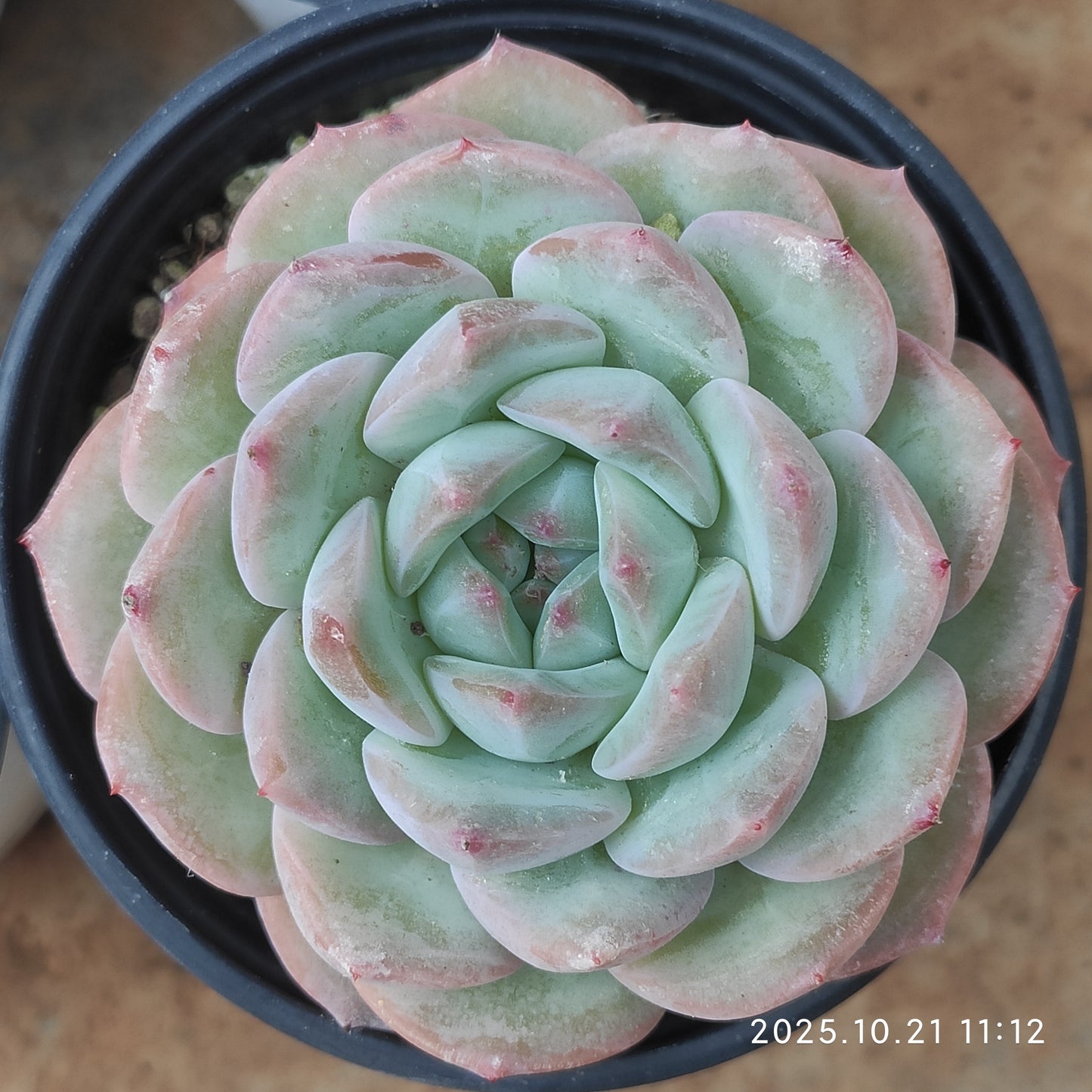 20726 Echeveria Strawberry Almond (9cm pot size)