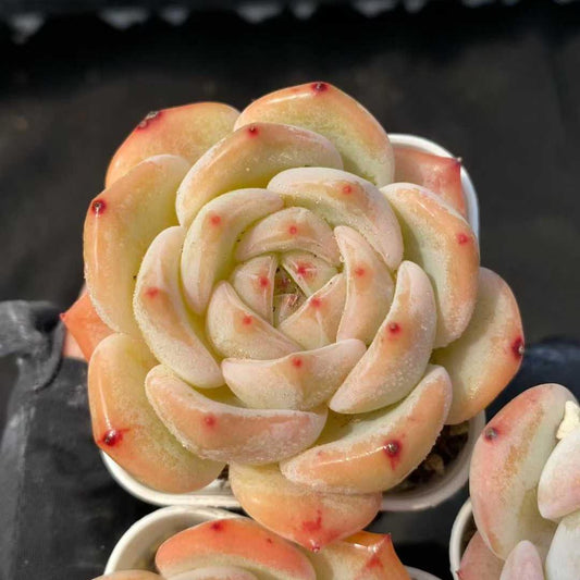 21894 Echeveria Nectarine (5.5cm pot size)