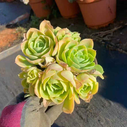 24467 Echeveria Lemon Rose (12cm pot size)