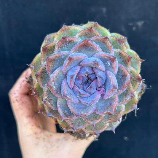 24021 Echeveria Amethyst (10cm pot size)