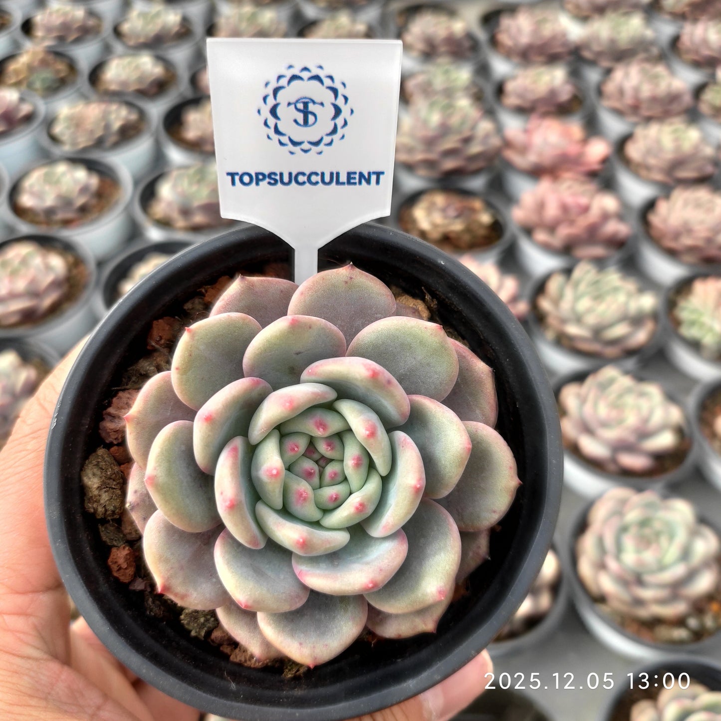 22080 Echeveria Ariel (9cm pot size)