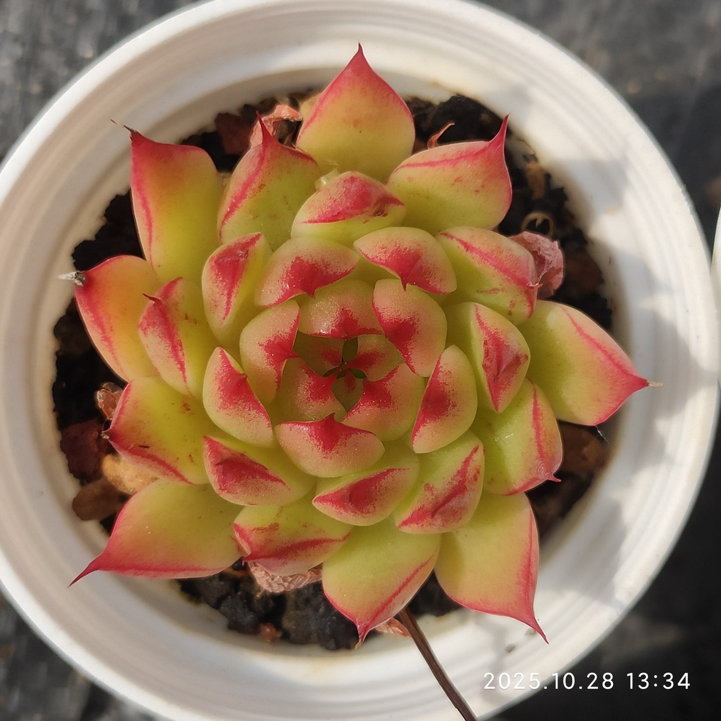 18396 Echeveria Red Eyelash (7cm pot size)