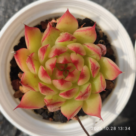 18396 Echeveria Red Eyelash (7cm pot size)