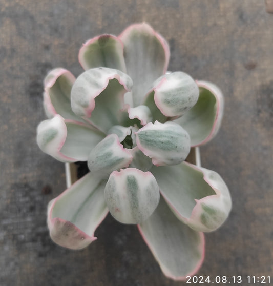 MMY010 Echeveria Berkeley Light Variegated