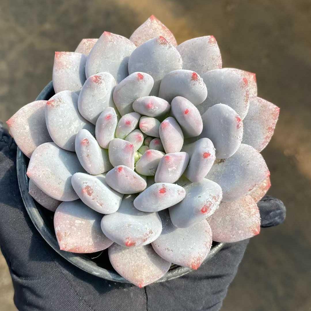 13884 Echeveria Half Summer (9cm pot size)