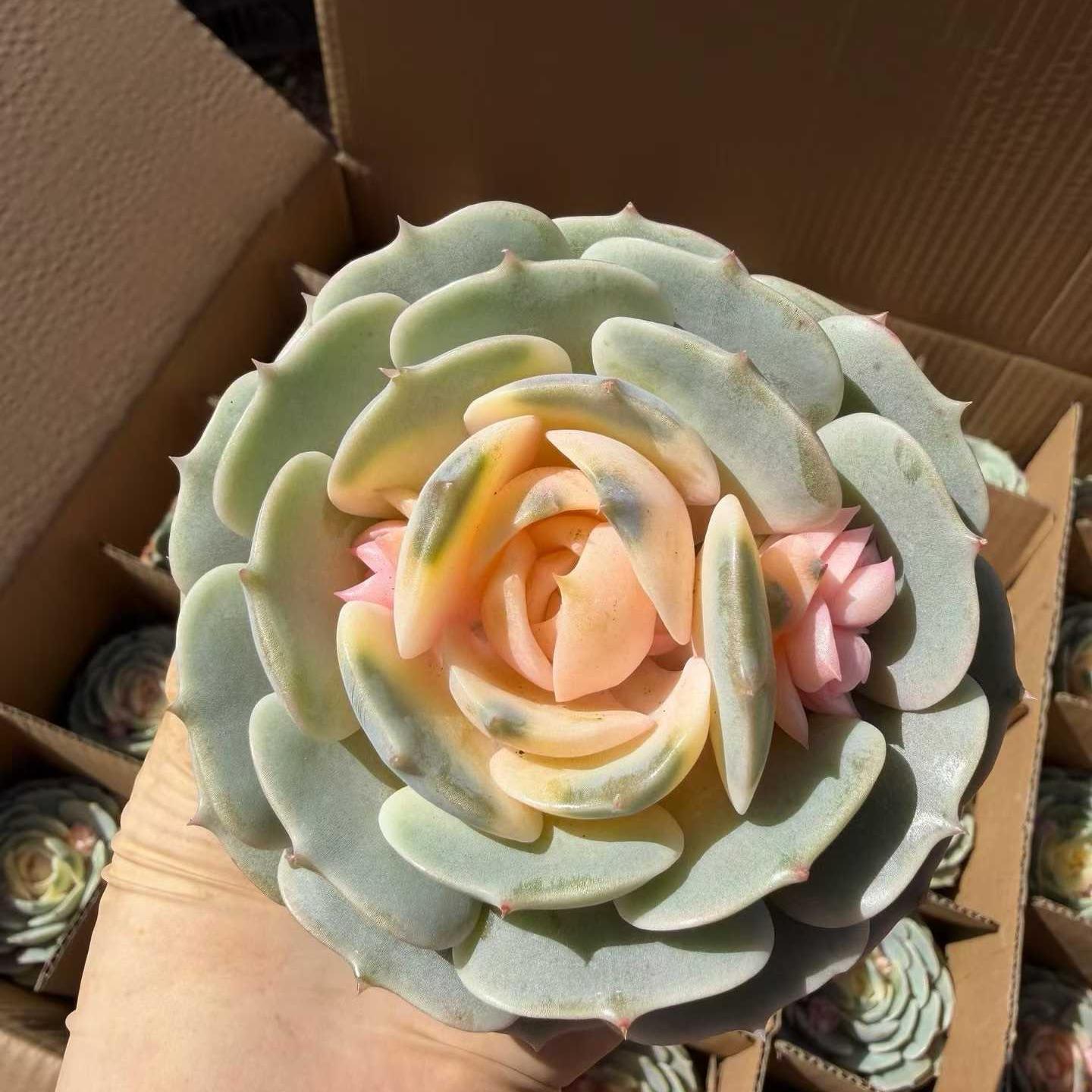 25164 Echeveria Pink Butterfly (9cm pot size)