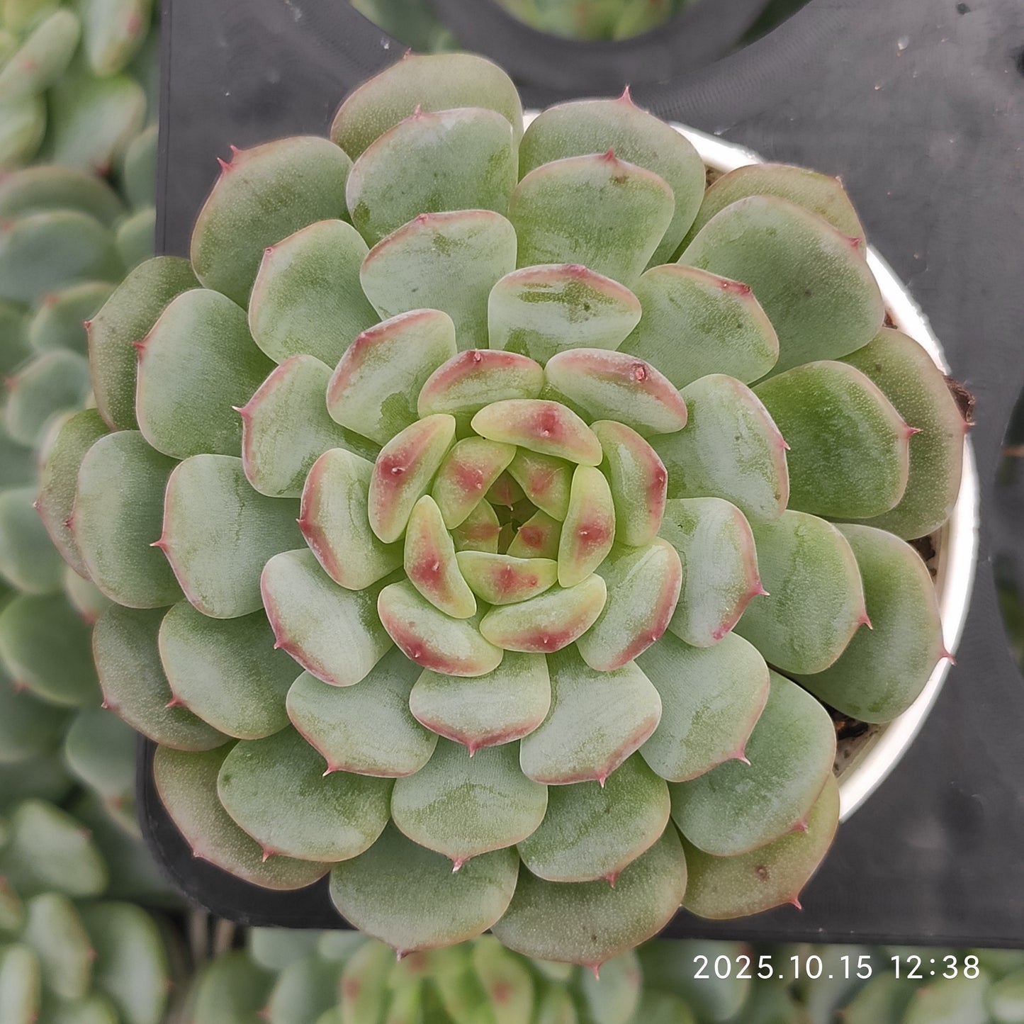 21464 Echeveria White Fat (5.5cm pot size)