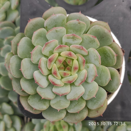 21464 Echeveria White Fat (5.5cm pot size)
