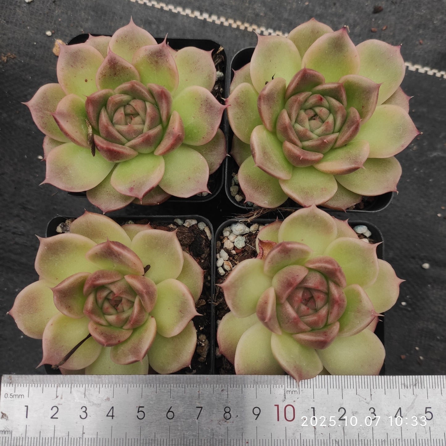 XQ1435 Echeveria Romeo Hyb(7cm pot size)