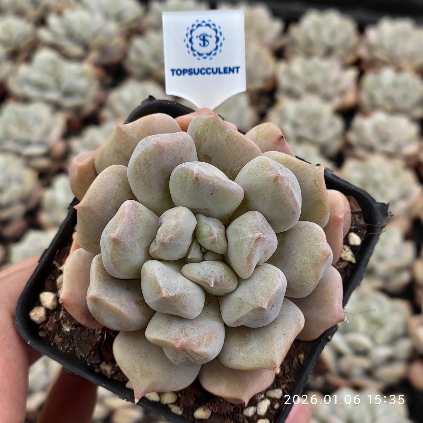 18911 Echeveria Super Milk (7cm pot size)