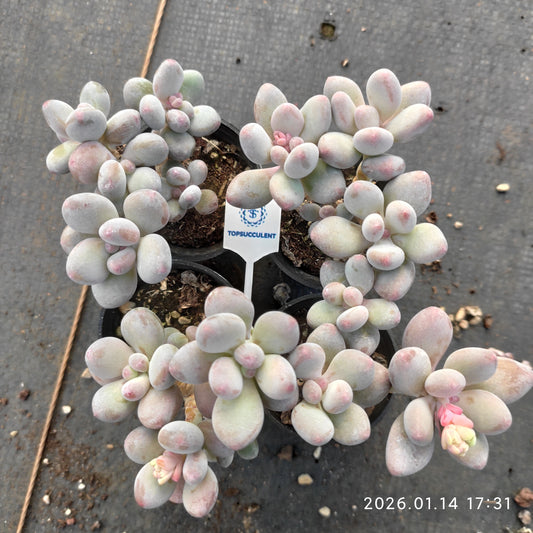 22496 Echeveria Apple (5.5cm pot size)