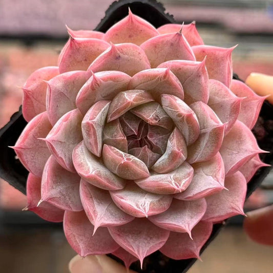22994 Echeveria Oblivion Night (7cm pot size)