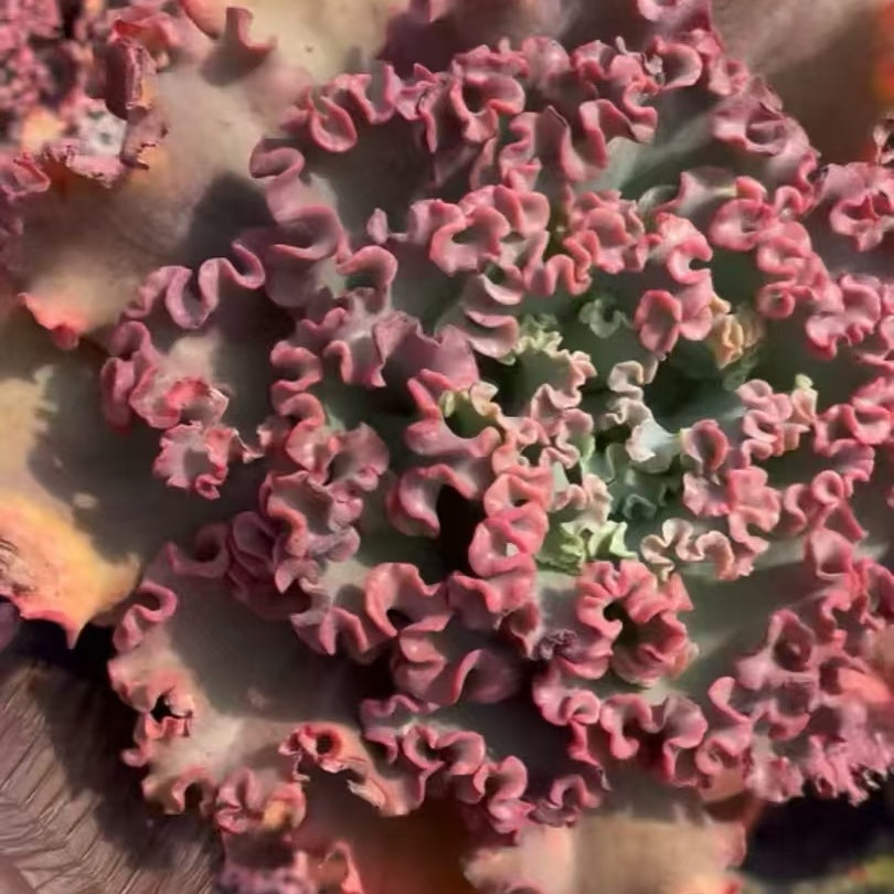 24056 Echeveria Meridian (16cm pot size)