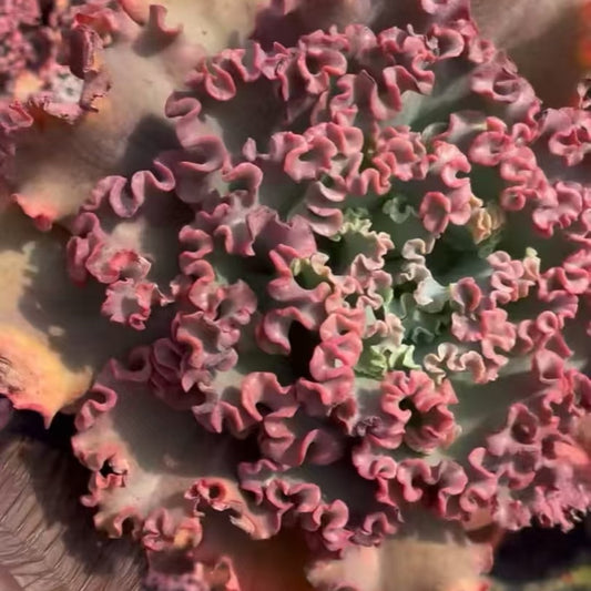 24056 Echeveria Meridian (16cm pot size)