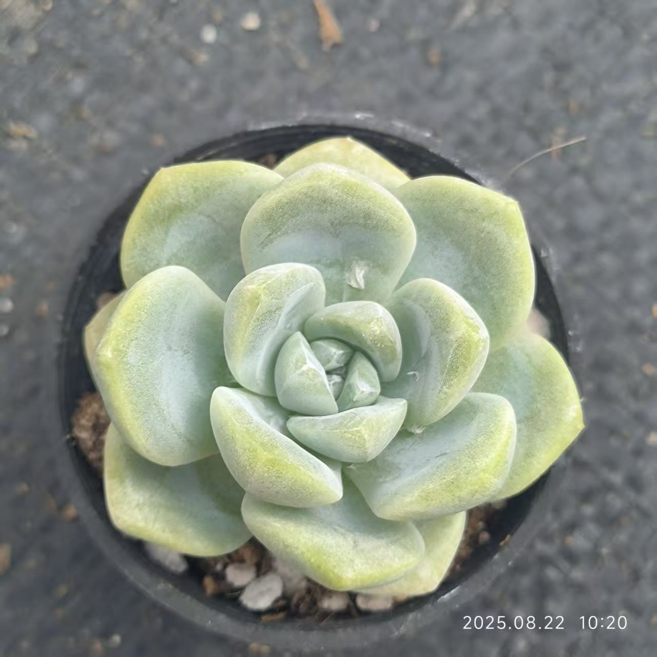LYC191 Echeveria Ice Green(6.5cm pot size)