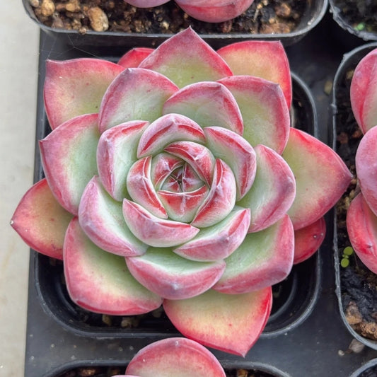 21124 Echeveria Ice Chocolate (6cm pot size)