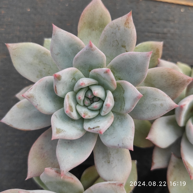 MMT677 Echeveria Blue Bird