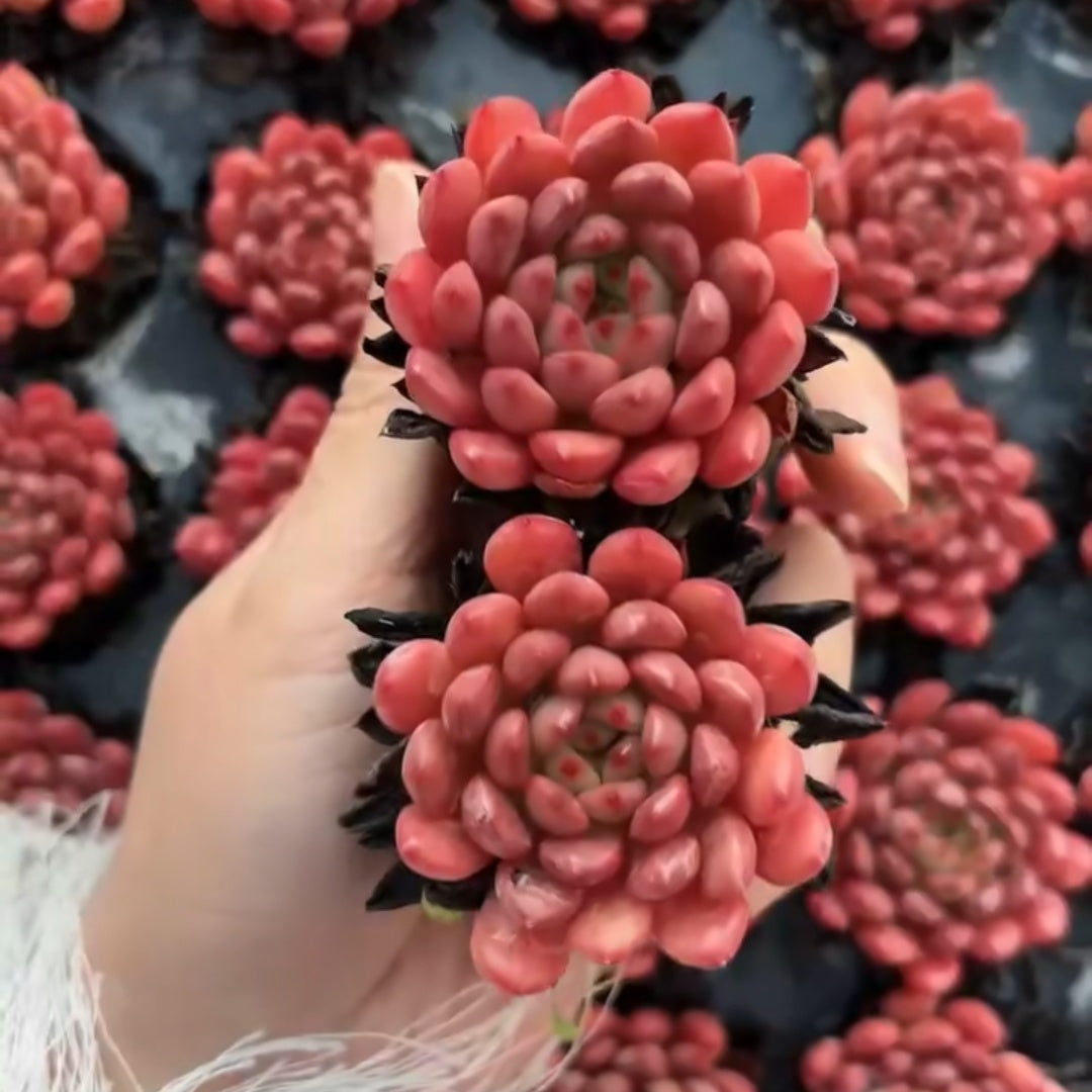 25305 Echeveria Pink Rubby (5cm pot size)