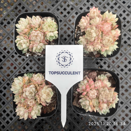 18325 Echeveria Malgan Hyb (6.3cm pot size)