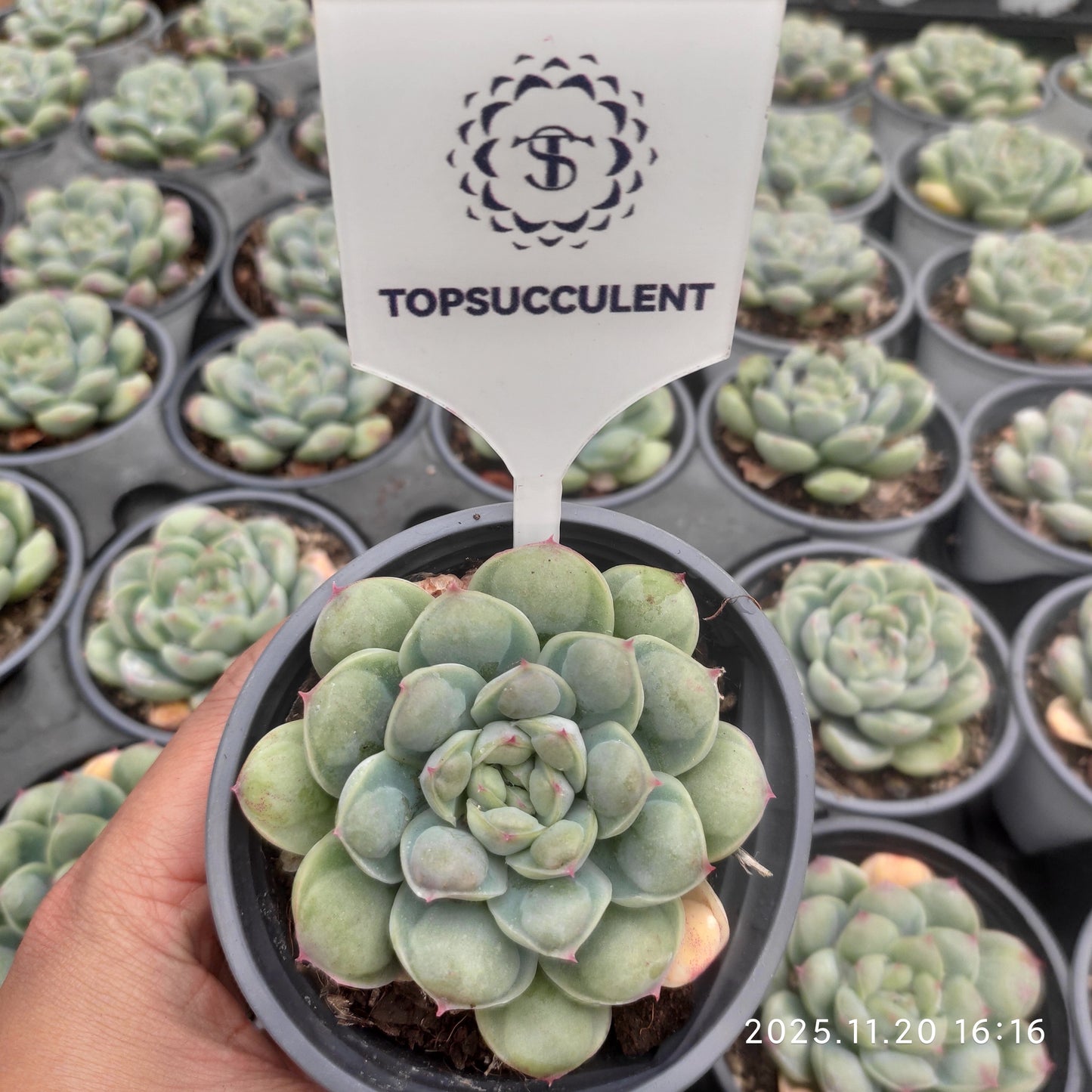 22800 Echeveria Abi Water Beads (9cm pot size)